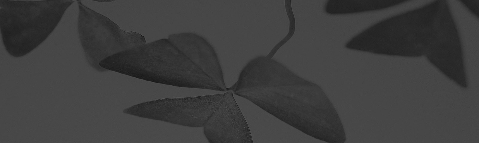 Black and white close-up of clover leaves.